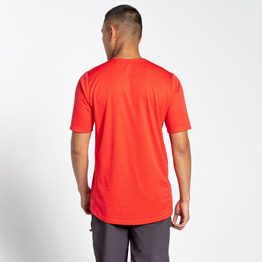 Craghoppers NosiLife Pro Active Kort Sleeved T-shirts Herre Orange Rød | IDL3253SY